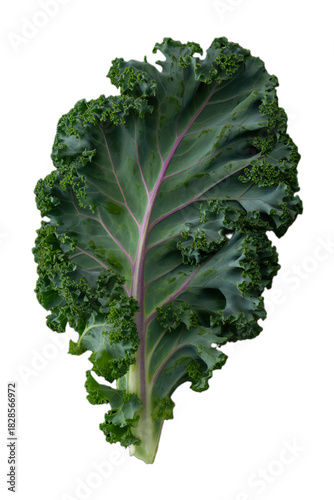 Fresh curly kale leaf on black background