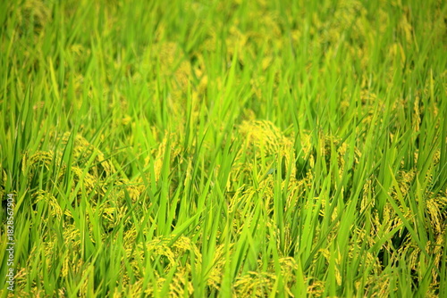 緑の稲穂