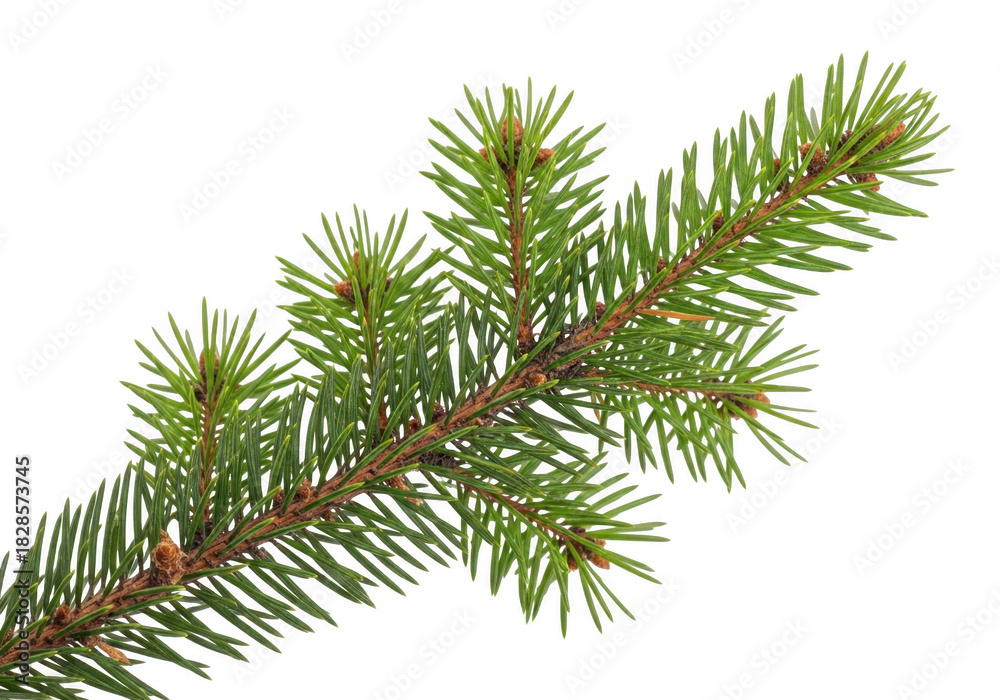 Obraz premium Pine tree branch isolated on transparent background