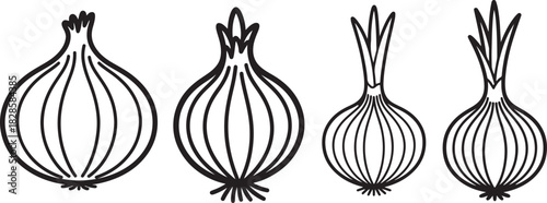 Set of Onion Line Art Illustration, Coloring Book Page Line Art Drawing