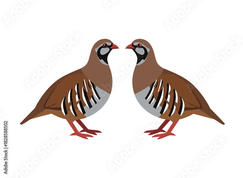 A pair of quails on a white background, depicted as adorable farm poultry—domestic, cute small barnyard birds, gamebirds, or funny wild fowl—in a childlike, flat cartoon illustration with bright