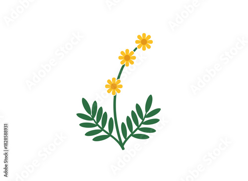 A tall, giant common buttercup, a meadow flower with stem and leaves, depicted in a botanical flat vector illustration of the wild blooming herb Ranunculus acris on a white background