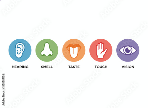 Illustration of the five human senses—hearing, smell, taste, touch, and vision—depicted as sensory organs outlined within vibrant circles, rendered in bright, modern vector line art
