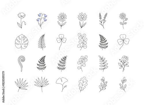 An assortment of finely detailed botanical drawings of flowers, ferns, and succulents set against a white background, coupled with hand‑drawn floral decorations outlined in contour lines, forming an