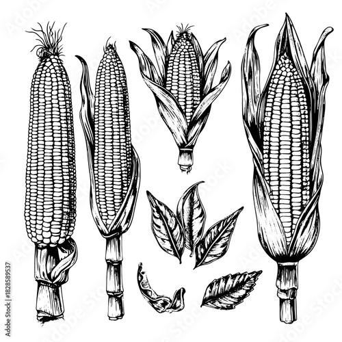 Hand drawn sketch style set of corn vegetable. Corncob with leafs. Organic cereal vector illustration. Sweetcorn food.