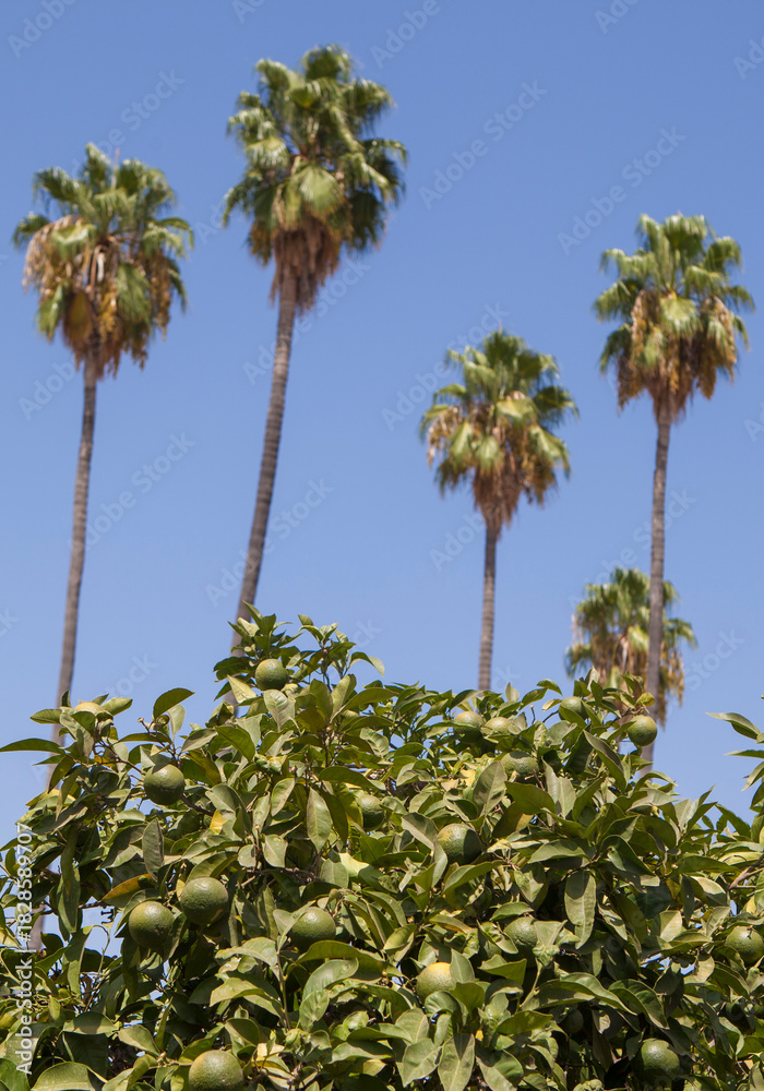Naklejka premium Palms and orange trees, Seville, Spain