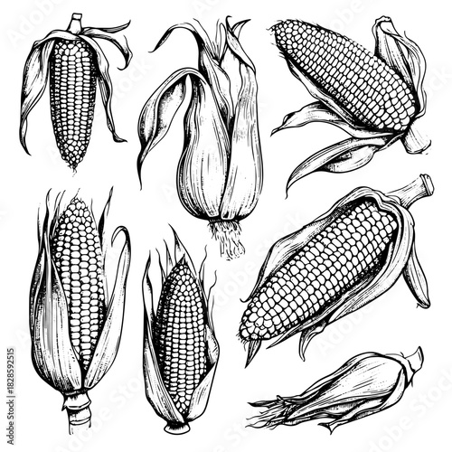 Hand drawn sketch style set of corn vegetable. Corncob with leafs. Organic cereal vector illustration. Sweetcorn food
