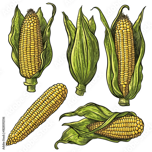 Hand drawn sketch style set of corn vegetable. Corncob with leafs. Organic cereal vector illustration. Sweetcorn food