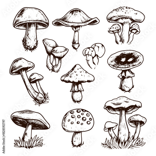 Set of mushrooms vector simple illustration isolated on white background. Outline and silhouette hand drawn sketched version. Vector mycology. Natural healthy fungus, autumn design