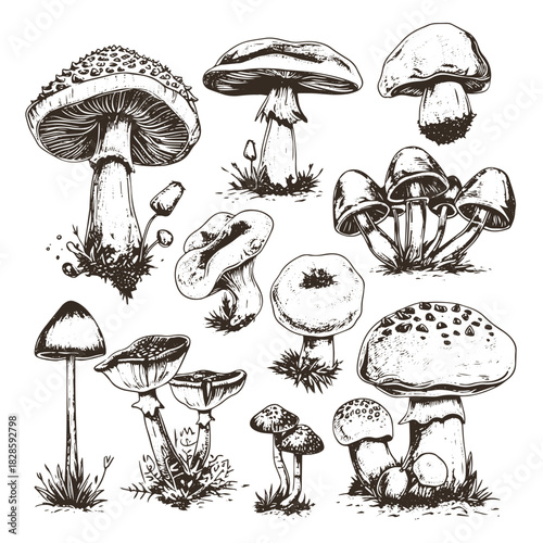 Set of mushrooms vector simple illustration isolated on white background. Outline and silhouette hand drawn sketched version. Vector mycology. Natural healthy fungus, autumn design