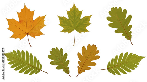 A collection of colorful autumn tree leaves, including maple and oak, isolated on a white background.