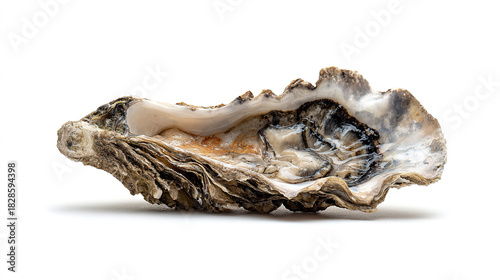Close-up of Fresh Oyster in Shell for Seafood Ads & Food Menu Culinary Materials
