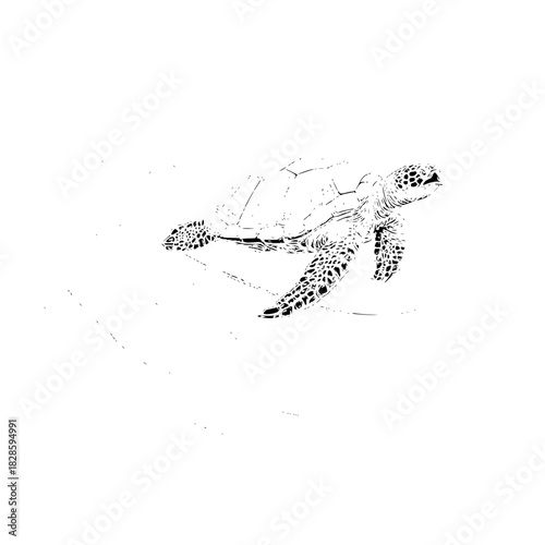 Sea turtle illustration black and white ocean wildlife marine animal reptile aquatic nature conservation graphic art
