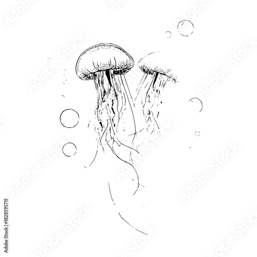 Jellyfish ocean sea life marine biology underwater aquatic animal wildlife nature drawing illustration art