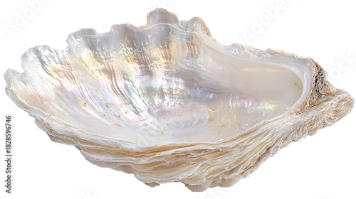 Pearlescent Abalone Shell Close-up for Natural Decoration, Art Design & Jewelry Materials
