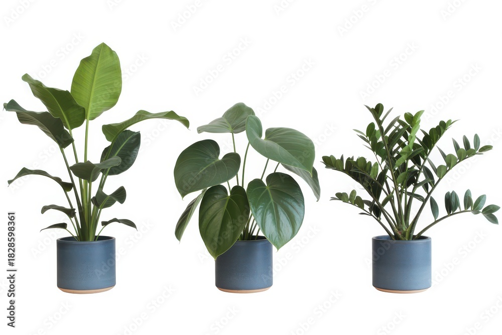 Fototapeta premium Three potted green houseplants in blue ceramic pots on white background