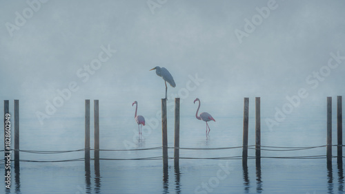 A purple heron perched on a wooden post in the marshes of the Elbro Delta, Spain, next to two flamingos.