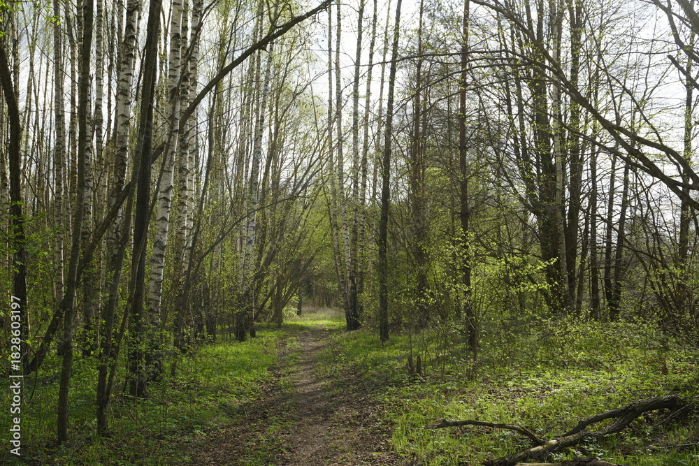 Obraz premium Spring in the forest. A path and trees with the first soft green leaves. Forest landscape.