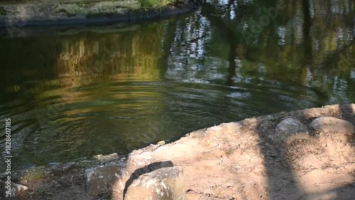 Crocodile jumping into the water from land