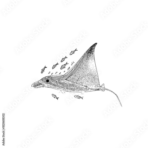 Stylized black and white drawing of a manta ray swimming with a school of small fish around it