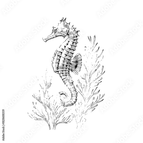 Detailed monochrome drawing of a seahorse surrounded by seaweed on a white background view from the side