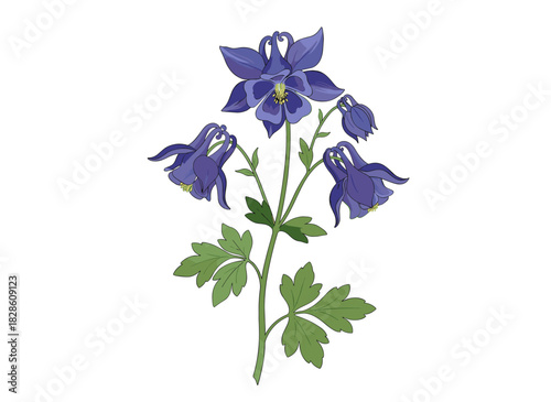 A realistic hand‑drawn illustration of Aquilegia, also known as granny’s bonnet, depicted alone against a white background, showcasing its delicate meadow wildflower form that is also used as a