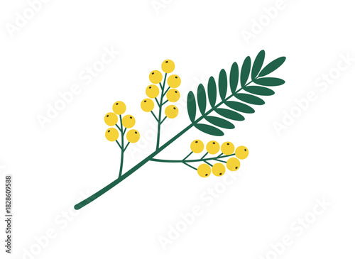 Mimosa flower, floral branch and twig, spring yellow acacia blooms, buds, and leaf on stem, delicate blossomed herb, gentle wildflower, botanical flat vector illustration isolated on a white
