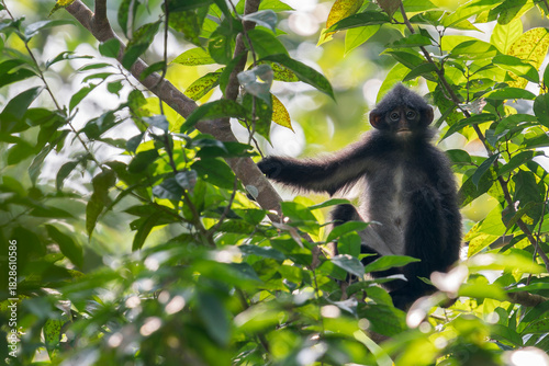 Photography A Raffles' Banded Langur sits on a branch with his arm holding a branch on the left