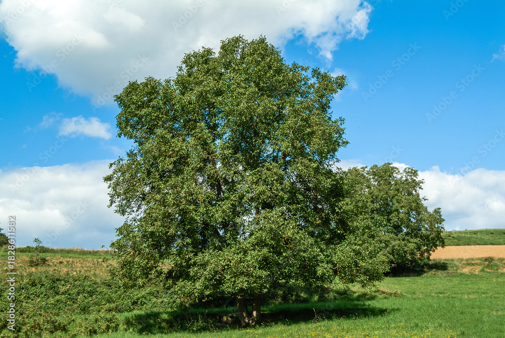 Obraz premium Kulturlandschaft mit Walnußbäumen