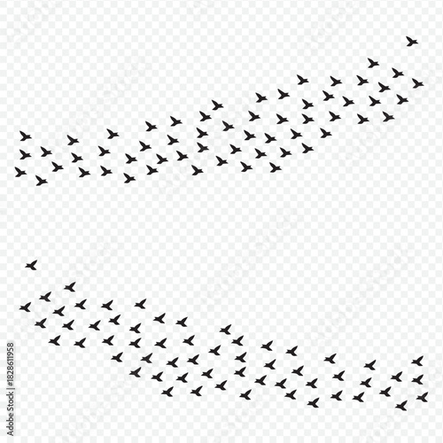 Dynamic flock of birds flying in formation, a powerful symbol of freedom, migration, and unity for nature documentaries and conservation campaigns