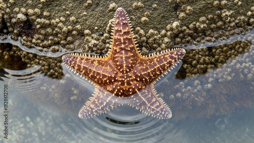 A starfish with a brown and white pattern, resting on a rocky surface with a clear water body.