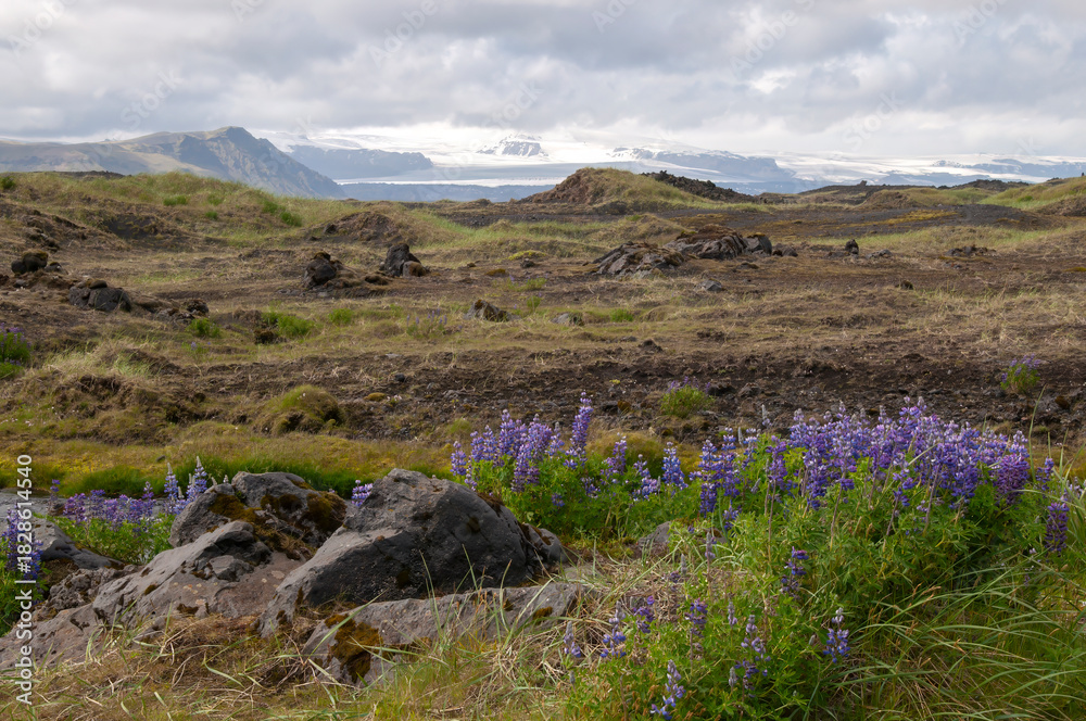 Fototapeta premium South Iceland, view across meadow to snow capped mountains on an overcast day