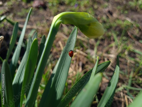 Nature's Harmony: Ladybug Resting on Verdant Leaves
