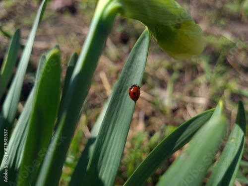 Nature's Harmony: Ladybug Resting on Verdant Leaves
