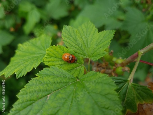Nature's Harmony: Ladybug Resting on Verdant Leaves
