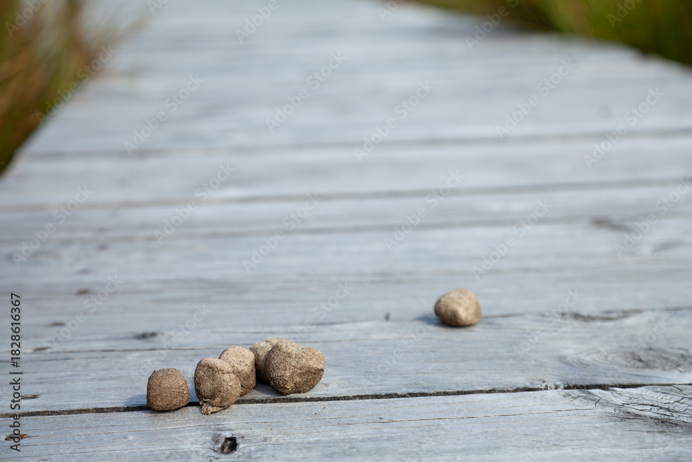 Fototapeta premium Würfelförmiger Wombat Kot auf dem Wander Holzsteg im Cradle Mountain Nationalpark in Tasmanien, Australien.