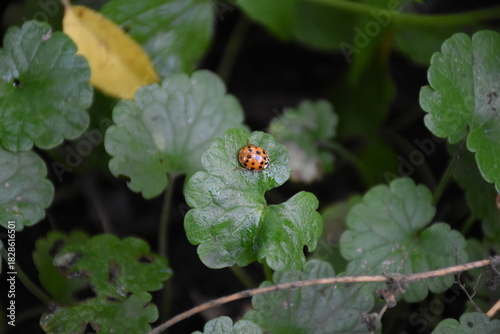 Nature's Harmony: Ladybug Resting on Verdant Leaves
