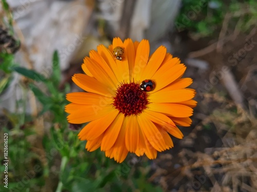Nature's Harmony: Ladybug Resting on Verdant Leaves

