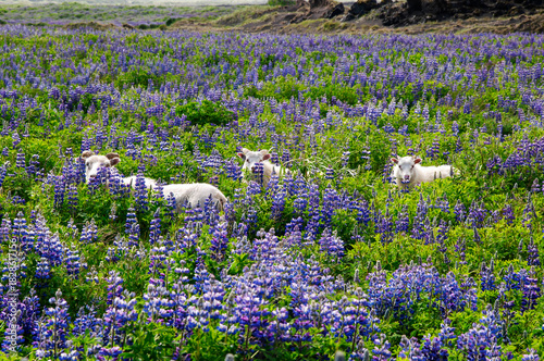 South Iceland, sheep in field of flowering nootka lupine