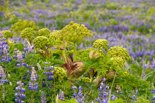 South Iceland, flowering angelica archangelica surrounded by nootka lupine