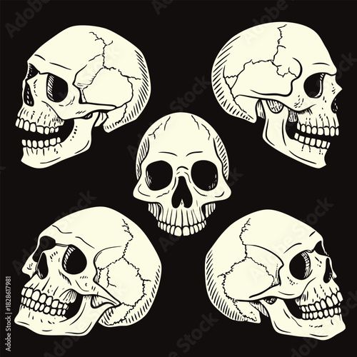 Five cream-colored human skull illustrations on a black background Keywords: skull, human skull, bone, skeleton, anatomy, death, macabre, gothic