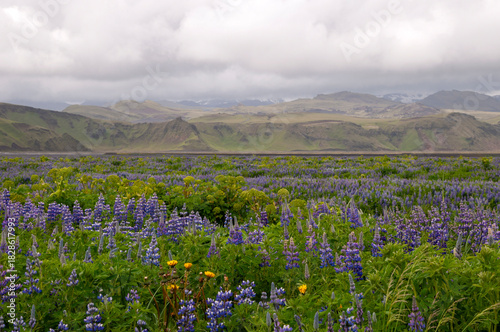 South Iceland, view across meadow of nootka lupine and angelica archangelica on an overcast day