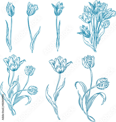 Tulip Line Art Botanical Illustration Bundle
