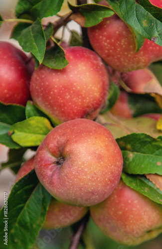 Wallpaper Mural Harvest of red apples on a tree in the garden. Selective focus. Torontodigital.ca