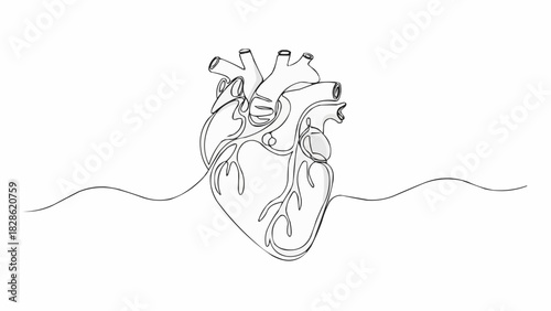 Continuous line drawing of a human heart with visible arteries and veins on a white background art