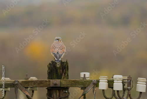 Common kestrel, Falco tinnunculus