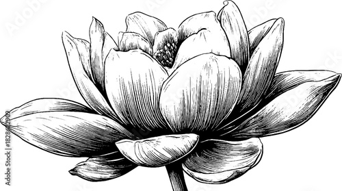 Engraved decorative illustration of bioluminescent-inspired flower design for art and decor