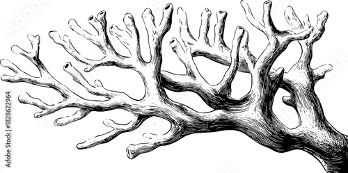 Engraved decorative branching coral design vintage sketch hand drawn engraving.
