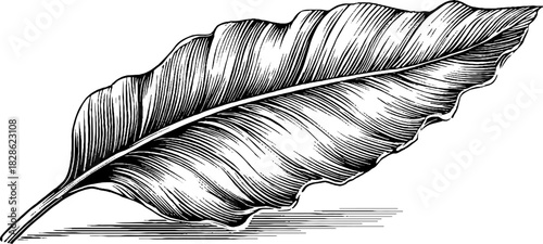 Elegant crescent shaped botanical leaf engraving for decor and design