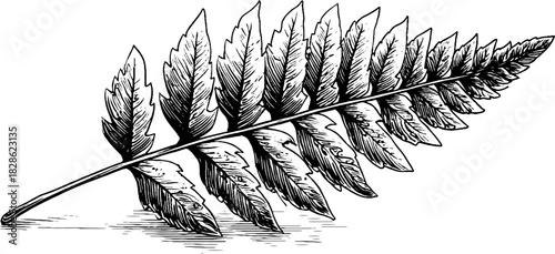 Engraved crystalline leaf fern design for vintage botanical art and nature decor